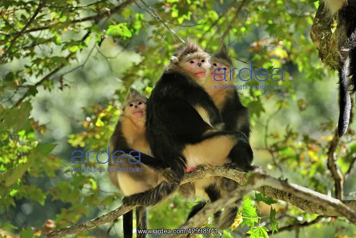 : Yunnan Snub-nosed Monkey / Black Snub-nosed Monkey : Yunnan Snub-nosed Monkey / Black Snub-nosed Monkey