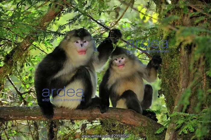 : Yunnan Snub-nosed Monkey / Black Snub-nosed Monkey : Yunnan Snub-nosed Monkey / Black Snub-nosed Monkey
