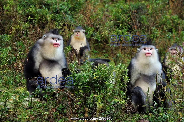: Yunnan Snub-nosed Monkey / Black Snub-nosed Monkey : Yunnan Snub-nosed Monkey / Black Snub-nosed Monkey