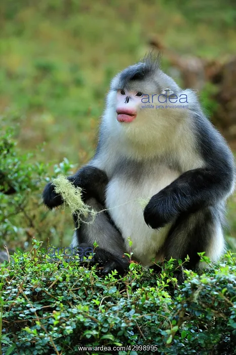 : Yunnan Snub-nosed Monkey / Black Snub-nosed Monkey : Yunnan Snub-nosed Monkey / Black Snub-nosed Monkey
