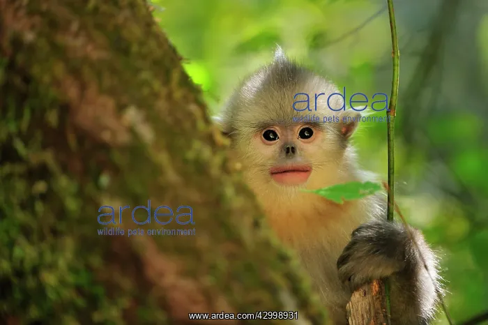  : Yunnan Snub-nosed Monkey  /  Black Snub-nosed Monkey - baby