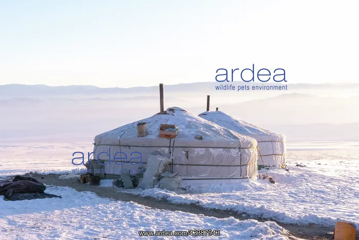 : YURT, ALTAI MOUNTAINS : YURT, ALTAI MOUNTAINS