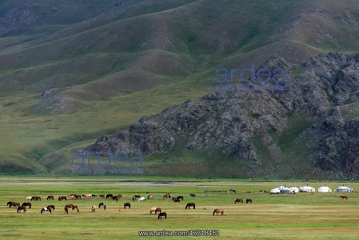: Yurt camp and Horses - Mongolia Arkhangai : Yurt camp and Horses - Mongolia Arkhangai
