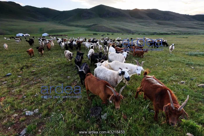 : Yurts and herd of goats - Mongolia Arkhangai : Yurts and herd of goats - Mongolia Arkhangai