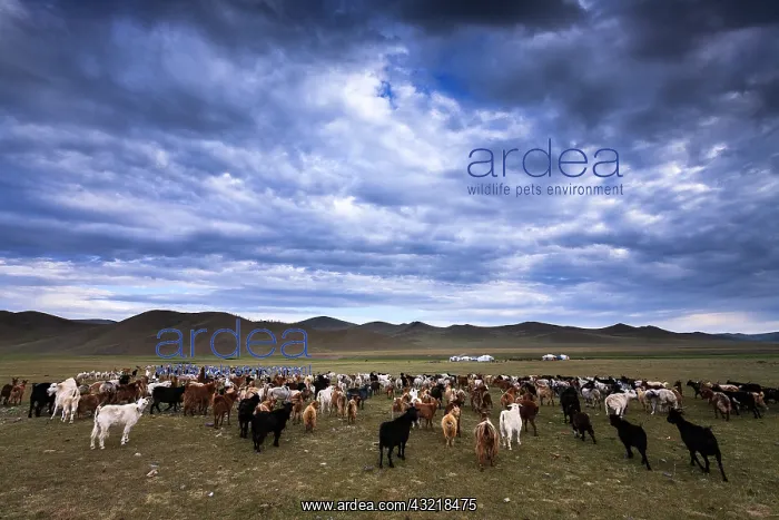 : Yurts and herd of goats - Mongolia Arkhangai : Yurts and herd of goats - Mongolia Arkhangai