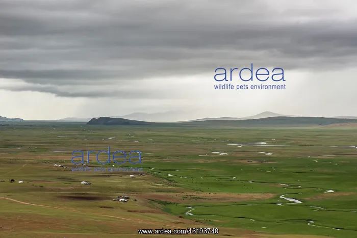 : Yurts and herds in the Mongolian steppe, Tsatsiin : Yurts and herds in the Mongolian steppe, Tsatsiin