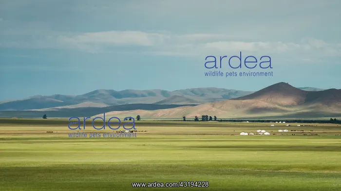 : Yurts in the Mongolian steppe, Tsaritsyn Ereg - : Yurts in the Mongolian steppe, Tsaritsyn Ereg -