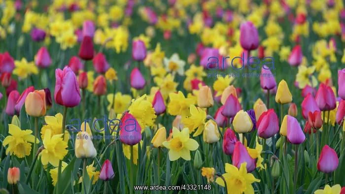 : Zahlreiche Tulpen und Osterglocken, Blumenwiese : Zahlreiche Tulpen und Osterglocken, Blumenwiese