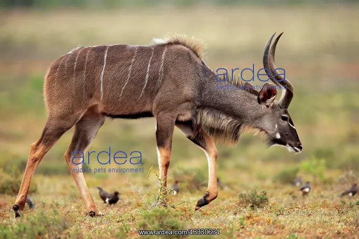 : Zambezi greater kudu (Strepsiceros zambesiensis) : Zambezi greater kudu (Strepsiceros zambesiensis)