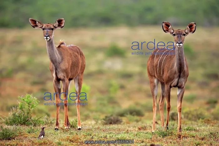 : Zambezi greater kudu (Strepsiceros zambesiensis) : Zambezi greater kudu (Strepsiceros zambesiensis)