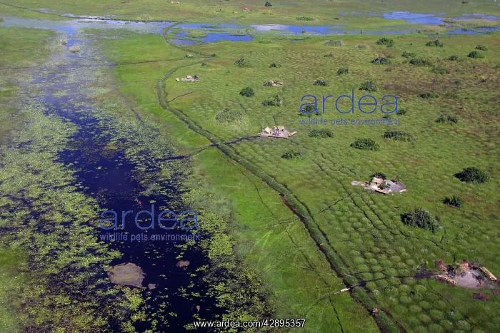 : Zambia - aerial of Bangweuleu marshes : Zambia - aerial of Bangweuleu marshes