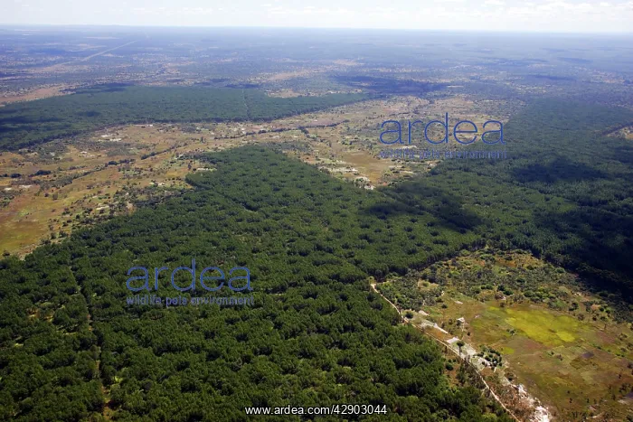 : Zambia - aerial between Chingola and Bangweuleu Marsh : Zambia - aerial between Chingola and Bangweuleu Marsh