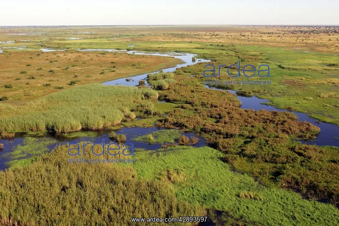 : Zambia - Bangweuleu marshes : Zambia - Bangweuleu marshes