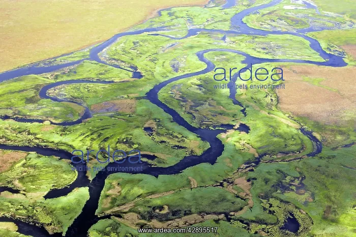 : Zambia - Bangweuleu marshes : Zambia - Bangweuleu marshes