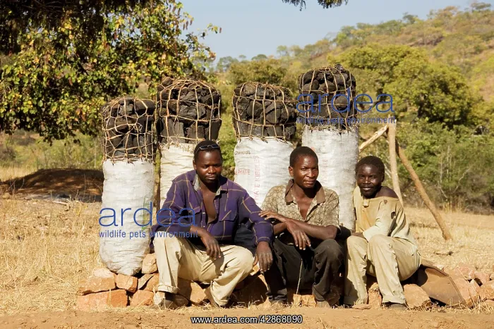 : Zambia - Charcoal is sold in abundance on Zambia's : Zambia - Charcoal is sold in abundance on Zambia's