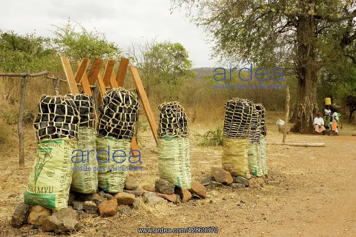  : Zambia - Charcoal is sold in abundance on Zambia's