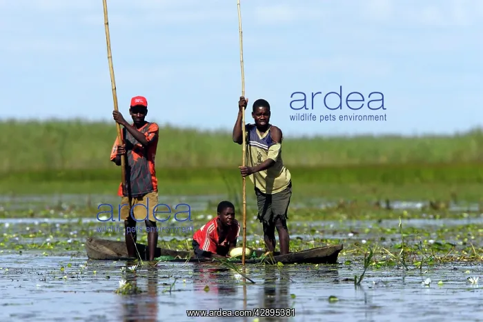 : Zambia - fishermen in the Bangweuleu marshes : Zambia - fishermen in the Bangweuleu marshes