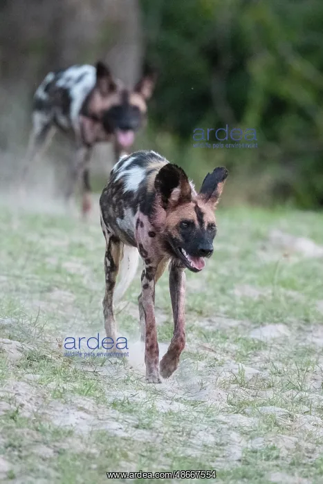 : Zambia, South Luangwa National Park. African wild dog from : Zambia, South Luangwa National Park. African wild dog from