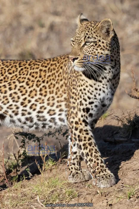 : Zambia, South Luangwa National Park. Female leopard : Zambia, South Luangwa National Park. Female leopard