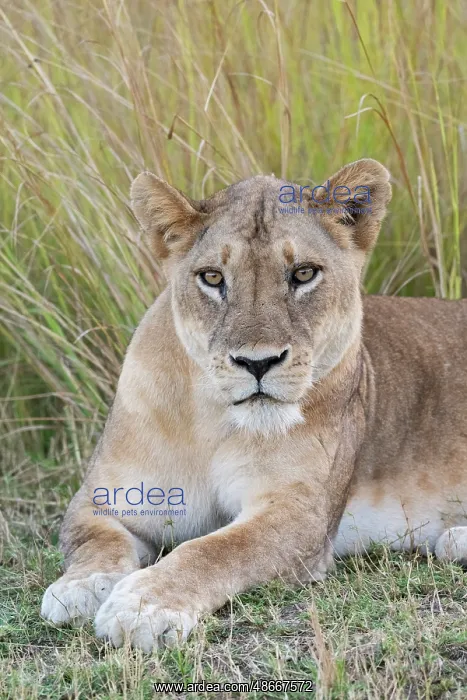 : Zambia, South Luangwa National Park. Lioness : Zambia, South Luangwa National Park. Lioness