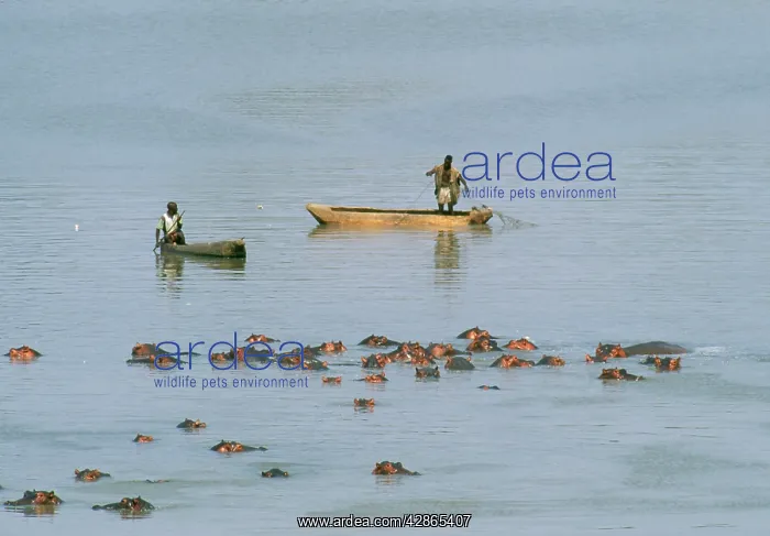 : Zambia. South Luangwa National Park on the Luangwa River : Zambia. South Luangwa National Park on the Luangwa River