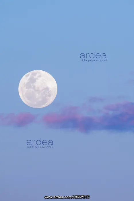 : Zambia, South Luangwa National Park. Full moon : Zambia, South Luangwa National Park. Full moon