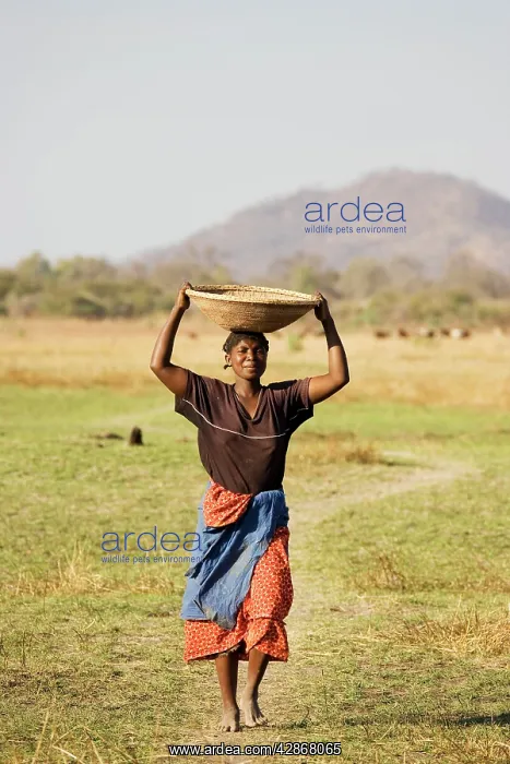: Zambia - Tonga woman carries a basket with millet : Zambia - Tonga woman carries a basket with millet