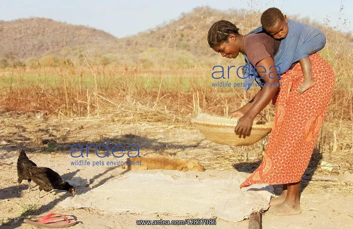 : Zambia - Tonga woman with child sifts grains near : Zambia - Tonga woman with child sifts grains near