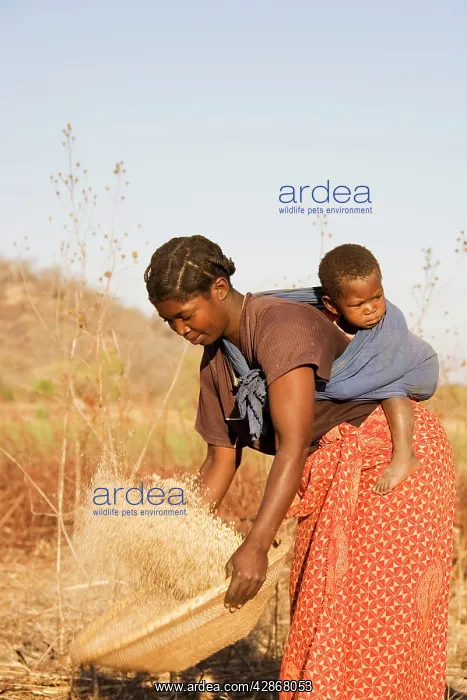 : Zambia - Tonga woman with child sifts grains near : Zambia - Tonga woman with child sifts grains near