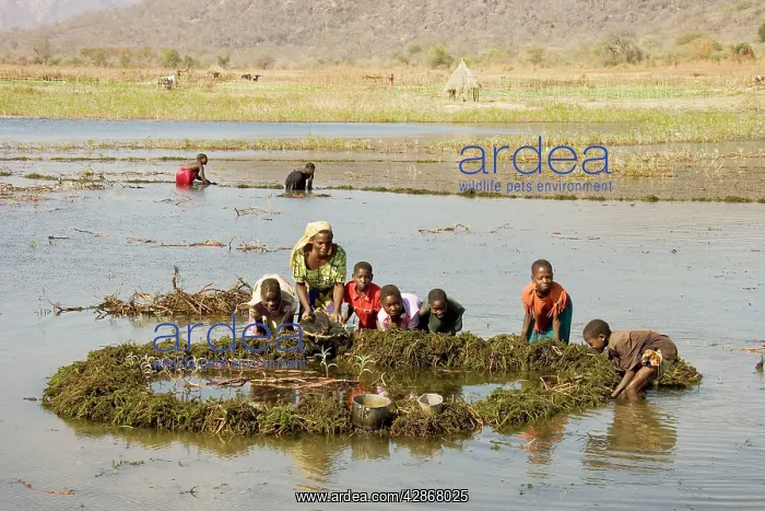 : Zambia - Tonga women and children at a not impeccable : Zambia - Tonga women and children at a not impeccable