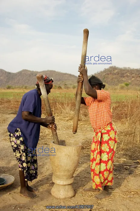: Zambia - Tonga women pounding grain near the shore : Zambia - Tonga women pounding grain near the shore