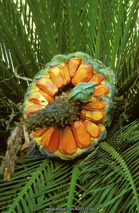 : Zamia Palm - female fruit & fronds; found only : Zamia Palm - female fruit & fronds; found only