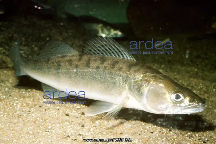  : ZANDER  /  PIKE PERCH