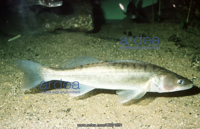 : ZANDER / PIKE PERCH - ON RIVER BED : ZANDER / PIKE PERCH - ON RIVER BED