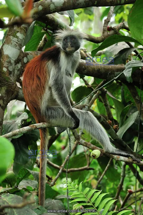  : Zanzibar Red Colobus