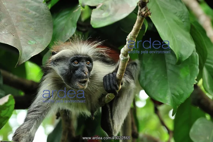 : Zanzibar Red Colobus : Zanzibar Red Colobus