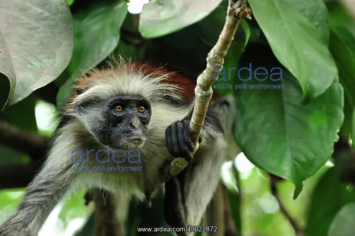 : Zanzibar Red Colobus : Zanzibar Red Colobus