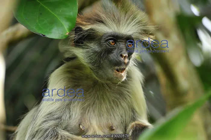 : Zanzibar Red Colobus : Zanzibar Red Colobus