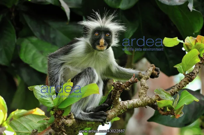: Zanzibar Red Colobus : Zanzibar Red Colobus