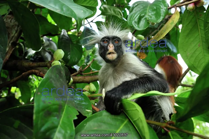 : Zanzibar Red Colobus : Zanzibar Red Colobus