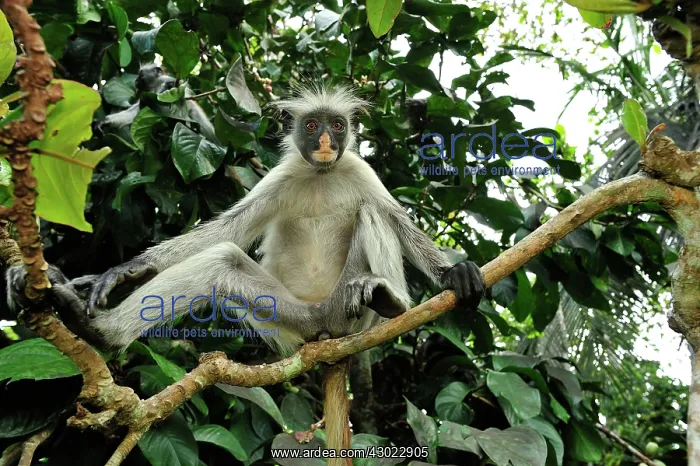 : Zanzibar Red Colobus : Zanzibar Red Colobus