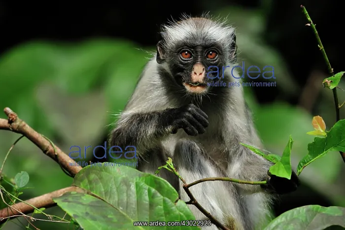 : Zanzibar Red Colobus : Zanzibar Red Colobus