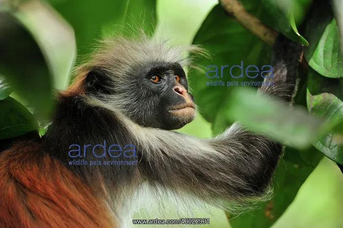 : Zanzibar Red Colobus : Zanzibar Red Colobus