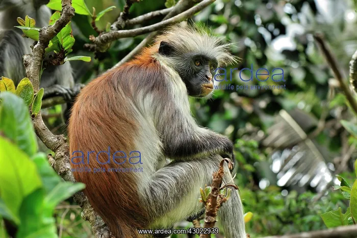 : Zanzibar Red Colobus : Zanzibar Red Colobus