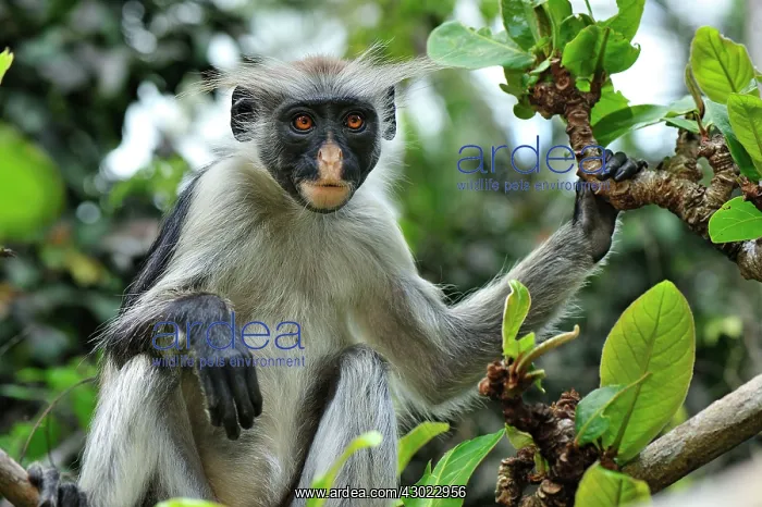 : Zanzibar Red Colobus : Zanzibar Red Colobus