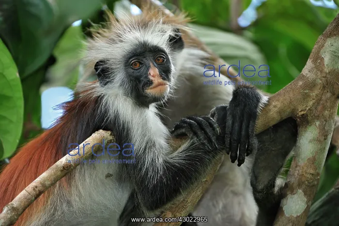 : Zanzibar Red Colobus : Zanzibar Red Colobus