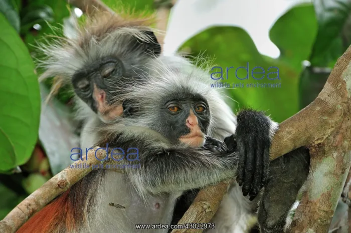 : Zanzibar Red Colobus : Zanzibar Red Colobus