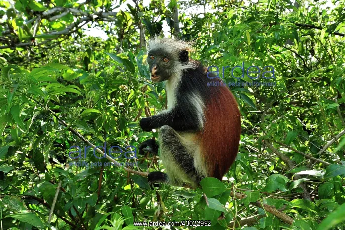 : Zanzibar Red Colobus : Zanzibar Red Colobus