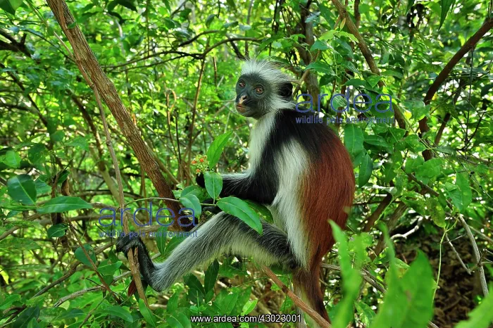 : Zanzibar Red Colobus : Zanzibar Red Colobus