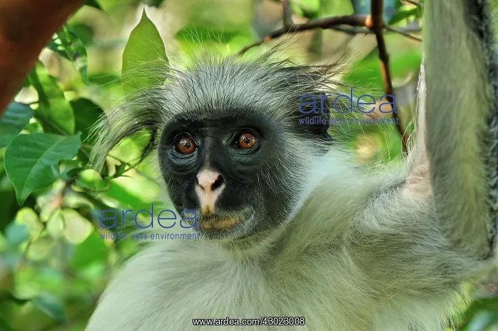 : Zanzibar Red Colobus : Zanzibar Red Colobus